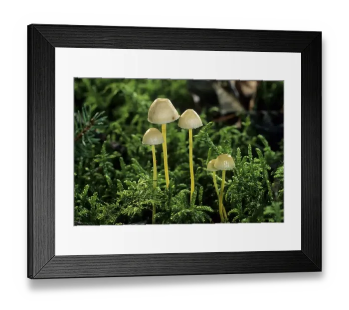 Framed Print : Yellowleg Bonnets (Mycena epipterygia) Framed Print : Yellowleg Bonnets (Mycena epipterygia)