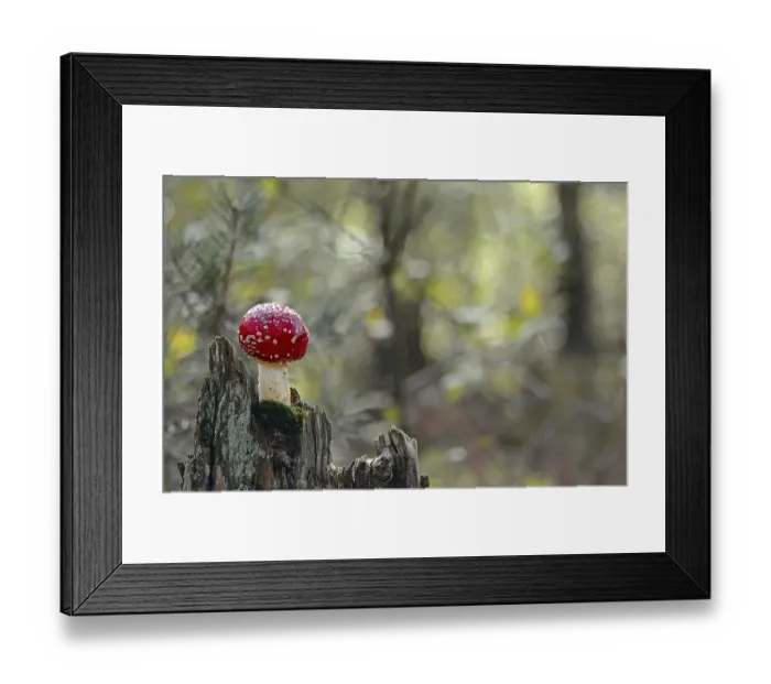 Framed Print : Fly agaric (Amanita muscaria), Schleswig-Holstein