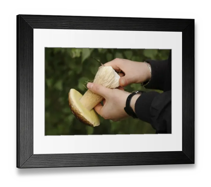 Framed Print : Clean mushrooms Framed Print : Clean mushrooms