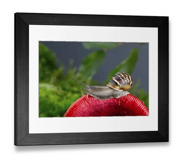 Framed Print : Autumn picture with snail on forest mushroom with moss and leaves Framed Print : Autumn picture with snail on forest mushroom with moss and leaves