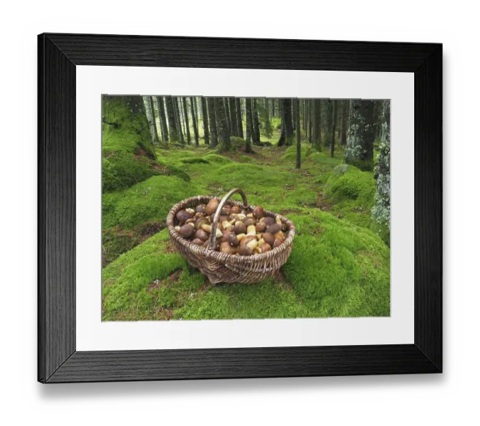 Framed Print : Mushroom basket with chestnut boletus in a moss-covered spruce forest in the Black Forest