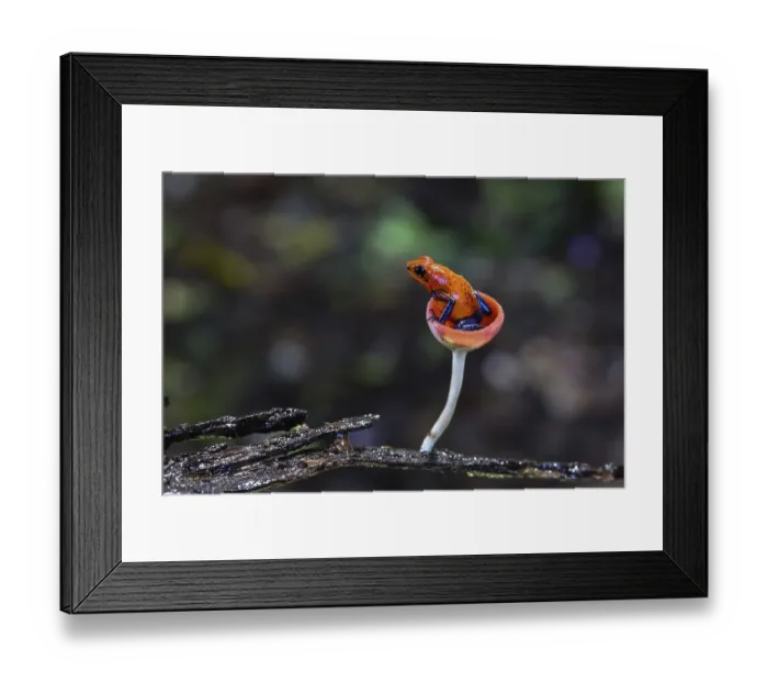 Framed Print : Blue jeans dart frog in Costa Rica sitting in a fungi cap Framed Print : Blue jeans dart frog in Costa Rica sitting in a fungi cap