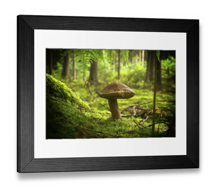 Framed Print : Low angle view of a Cep or Boletus Mushroom growing on lush green moss in a forest