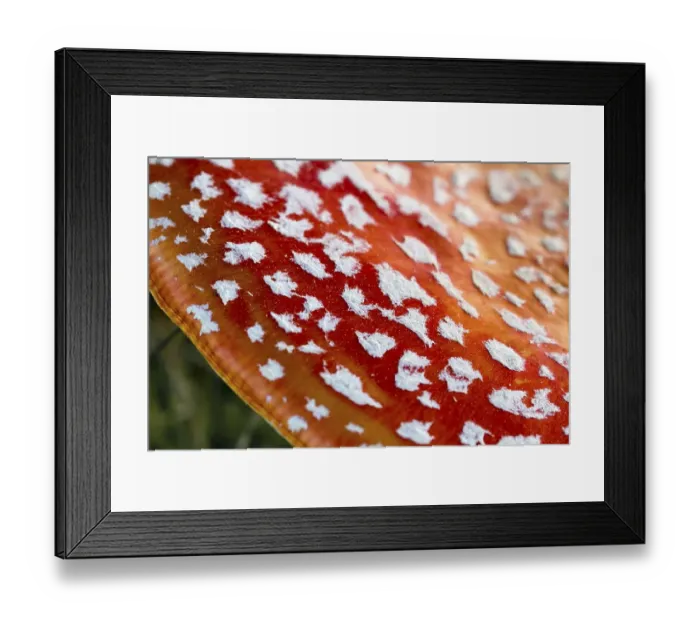Framed Print : Fly agaric (Amanita muscaria) in a meadow Framed Print : Fly agaric (Amanita muscaria) in a meadow