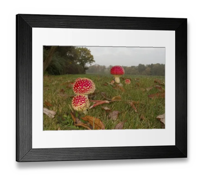 Framed Print : Fliegenpilze auf einer Wiese, Amanita muscaria