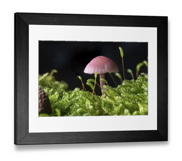 Framed Print : Small Amethyst Deceiver in the moss on the forest floor against a dark background Framed Print : Small Amethyst Deceiver in the moss on the forest floor against a dark background