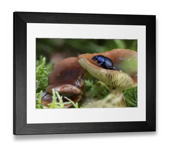 Framed Print : Close-up of a brown milk mushroom Lactarius between pine needles and moss with black beetle