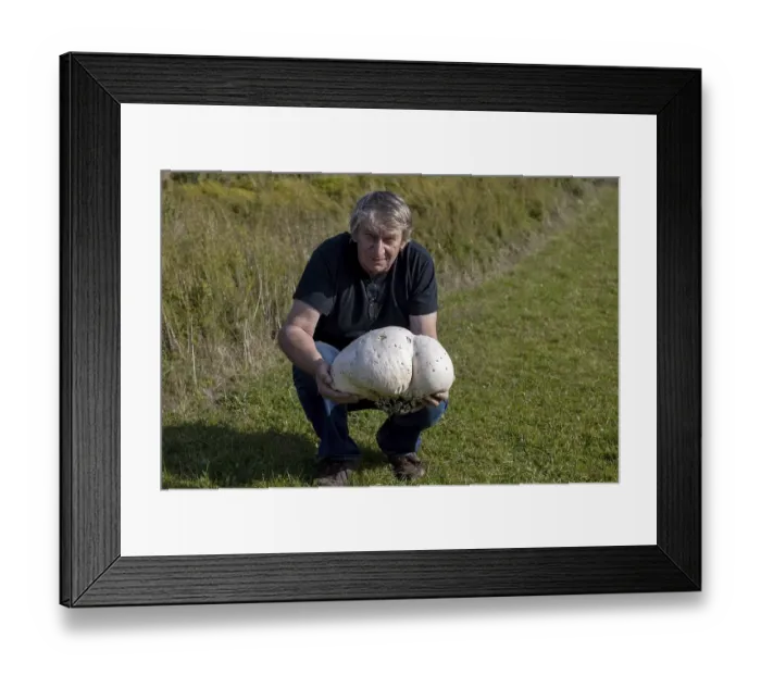 Framed Print : The man with the giant puffer (Calvatia gigantea)
