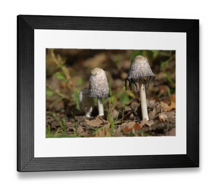 Framed Print : Crested tintling with drops of liquid Shaggy ink cap with drops of liquid