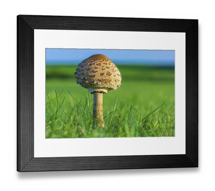Framed Print : Umbrella mushroom