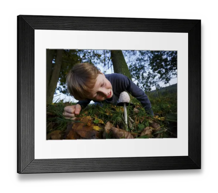 Framed Print : Boy looking at mushroom, shaggy ink cap (Coprinus comatus)