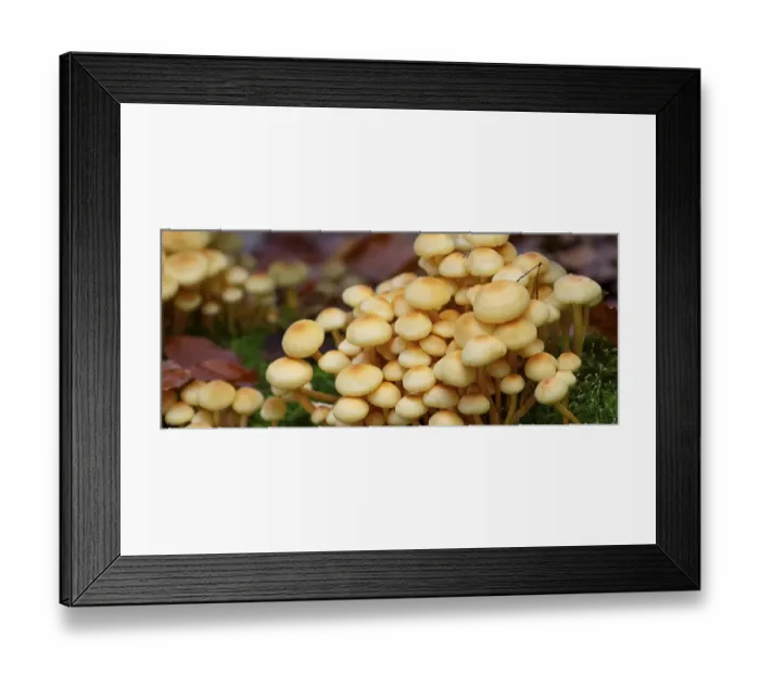 Framed Print : Green-leaved sulphur head (Hypholoma fasciculare)