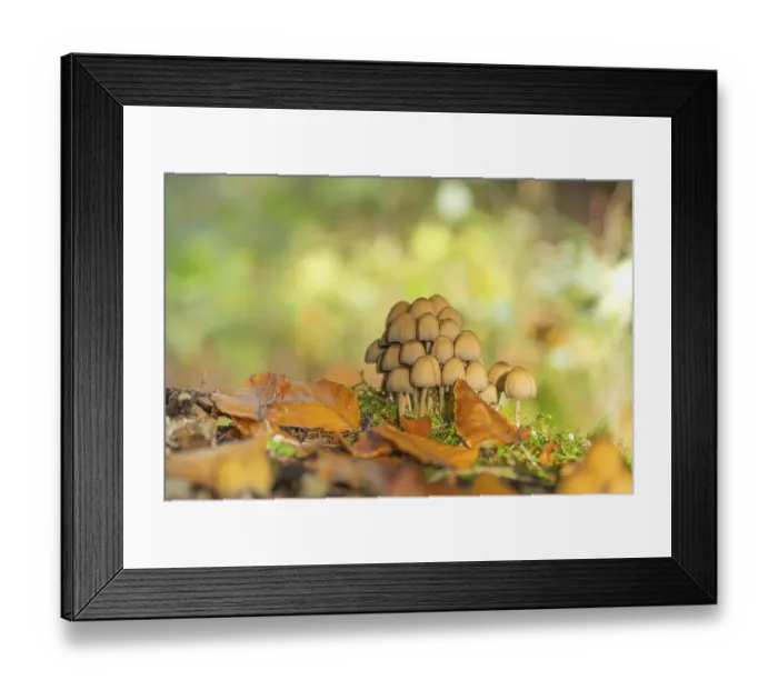 Framed Print : Common mica tintling (Coprinellus micaceus) Framed Print : Common mica tintling (Coprinellus micaceus)