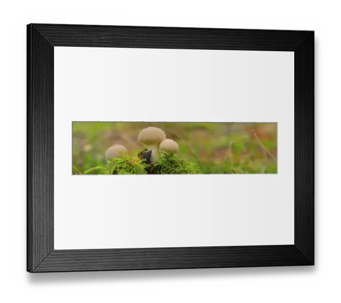 Framed Print : Bottle mushroom (Lycoperdon perlatum) Framed Print : Bottle mushroom (Lycoperdon perlatum)