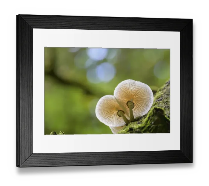 Framed Print : Porcelain fungus (Oudemansiella mucida)