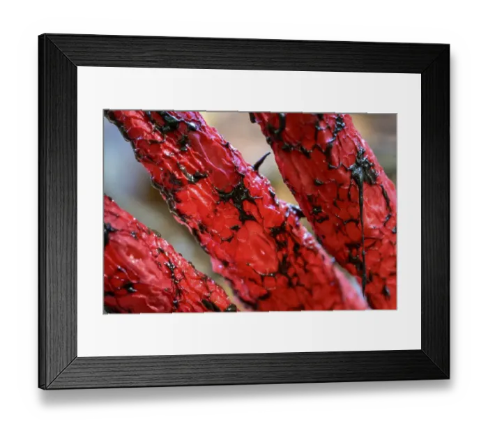 Framed Print : Octopus stinkhorn (Clathrus archeri)