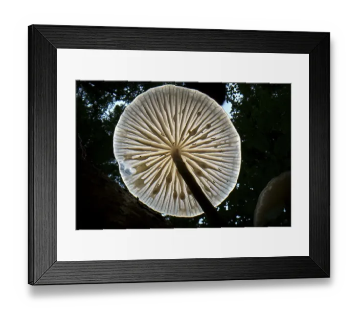 Framed Print : Porcelain fungus (Mucidula mucida)