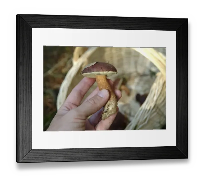 Framed Print : Collecting mushrooms in the forest Framed Print : Collecting mushrooms in the forest