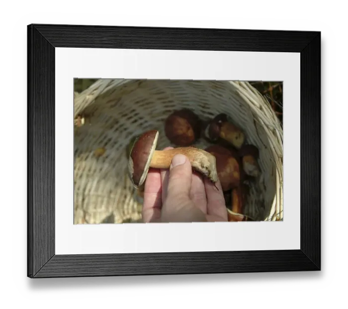 Framed Print : Collecting mushrooms in the forest