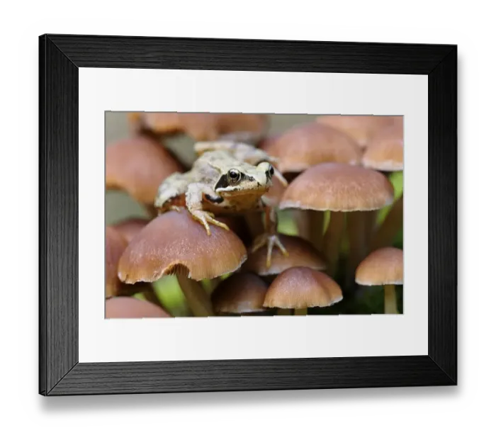 Framed Print : Common Frog (Rana temporaria) sitting on small lamellar mushrooms