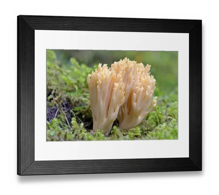 Framed Print : Ramaria mairei (Ramaria mairei) Framed Print : Ramaria mairei (Ramaria mairei)
