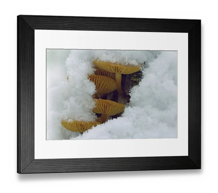 Framed Print : Mushroom, Snow, Winter, Mushroom group