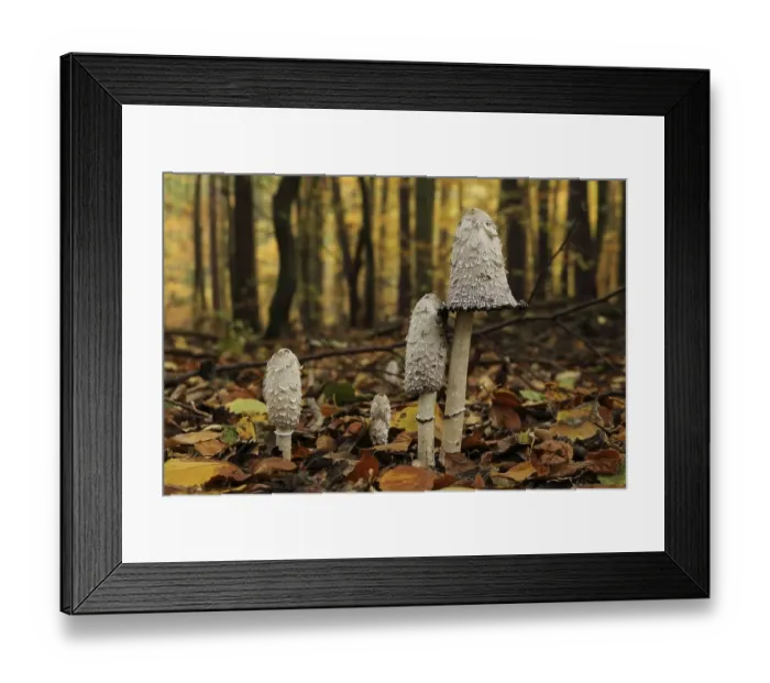 Framed Print : A group of shaggy ink caps (Coprinus comatus) in an autumnal forest