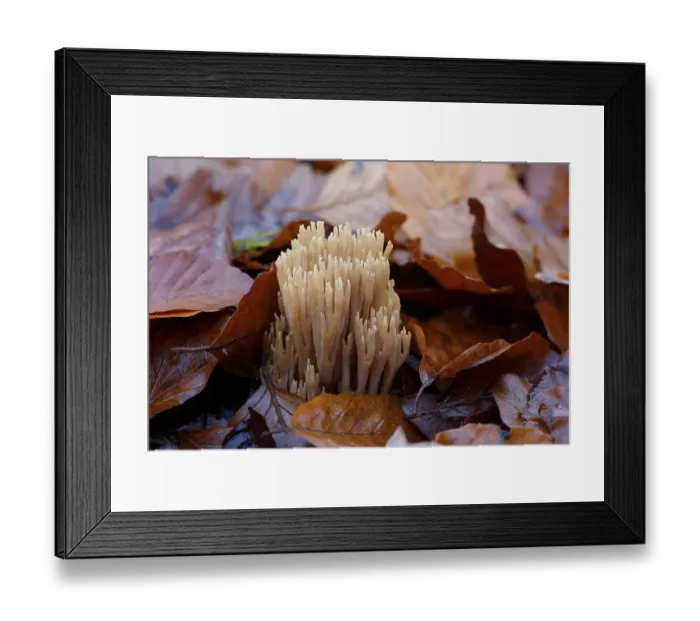 Framed Print : Stiff coral (Ramaria stricta) on the forest floor between the leaves of a copper beech