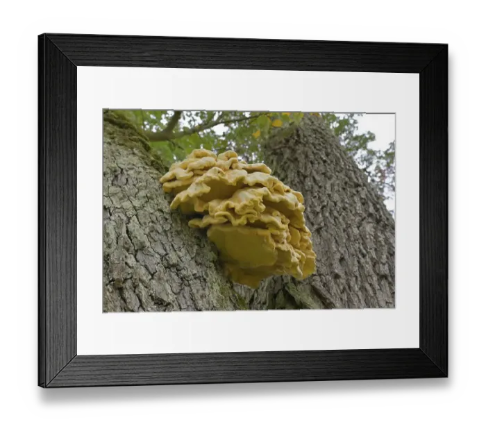 Framed Print : Common sulphur fungus (Laetiporus sulphureus) Framed Print : Common sulphur fungus (Laetiporus sulphureus)