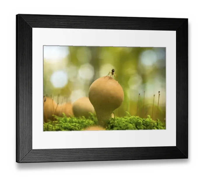 Framed Print : Pear-shaped puffball (Lycoperdon pyriforme)