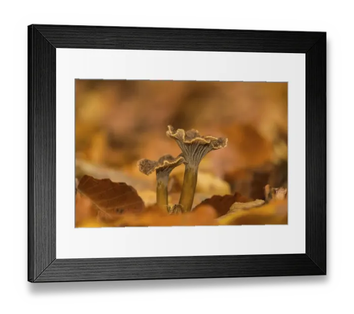 Framed Print : Yellowfoot (Craterellus tubaeformis)