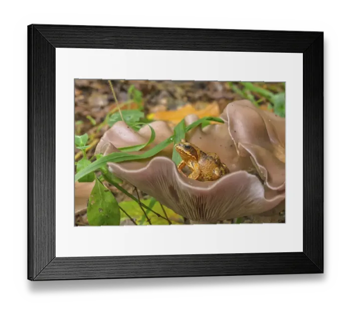 Framed Print : Wood blewit (Lepista nuda), edible Framed Print : Wood blewit (Lepista nuda), edible