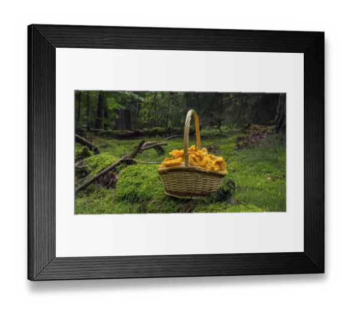 Framed Print : Chanterelle (Cantharellus cibarius)