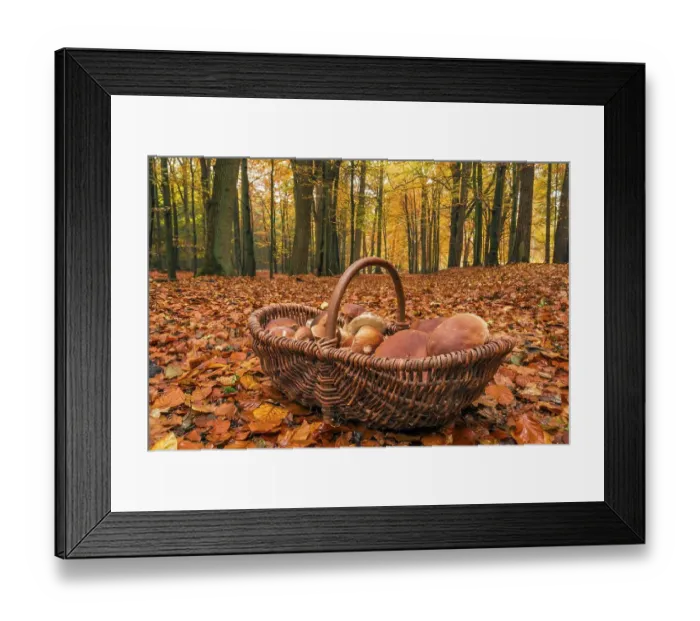 Framed Print : King bolete y