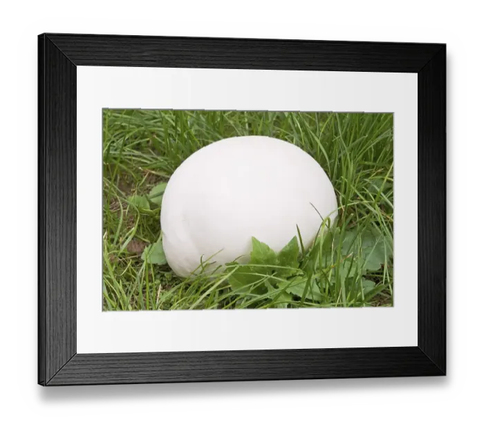 Framed Print : Giant puffball Langermannia gigantea