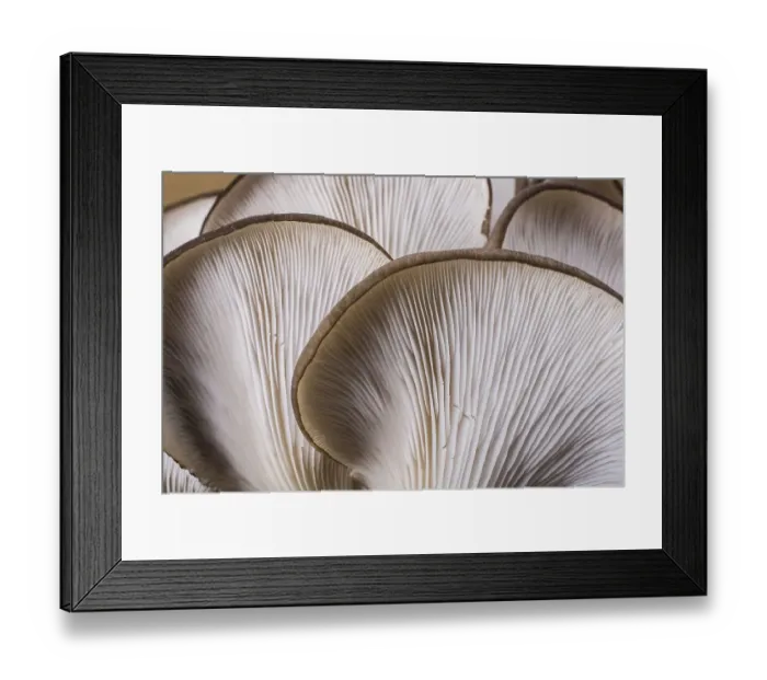 Framed Print : Oyster mushroom (Pleurotus ostreatus) or as easily cultivated mushroom Framed Print : Oyster mushroom (Pleurotus ostreatus) or as easily cultivated mushroom