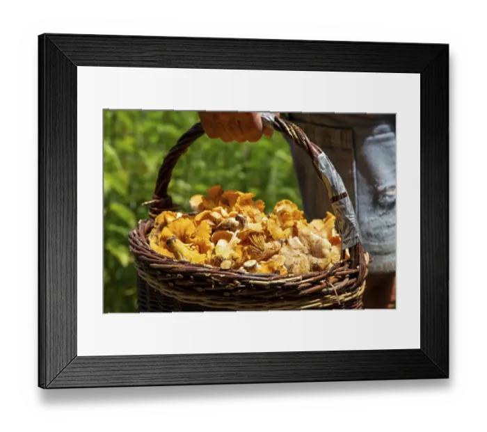 Framed Print : Mushroom picker with a basket full of chanterelles