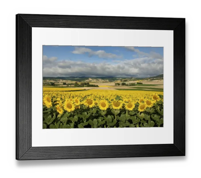 Framed Print : Landscape of the Lembronnais and field of sunflowers