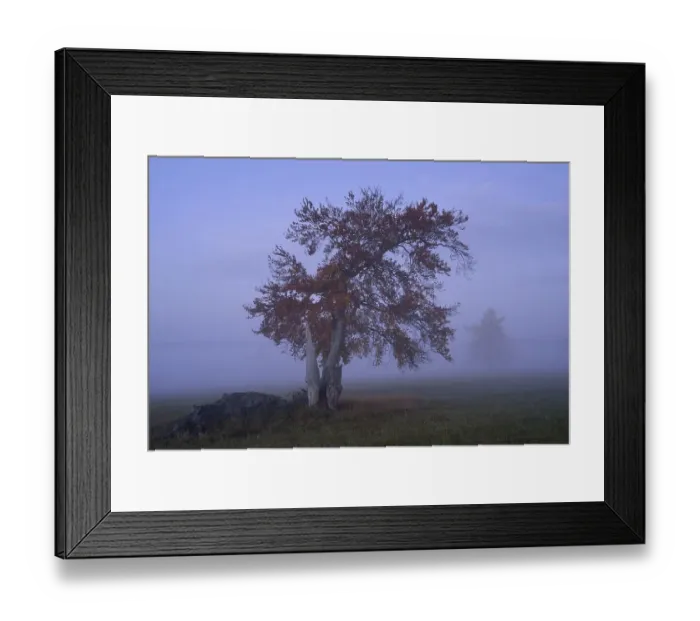 Framed Print : European Beech (Fagus sylvatica) in the morning fog in autumn
