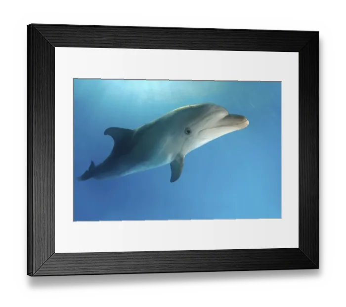 Framed Print : Bottlenose Dolphin (Tursiops truncatus)