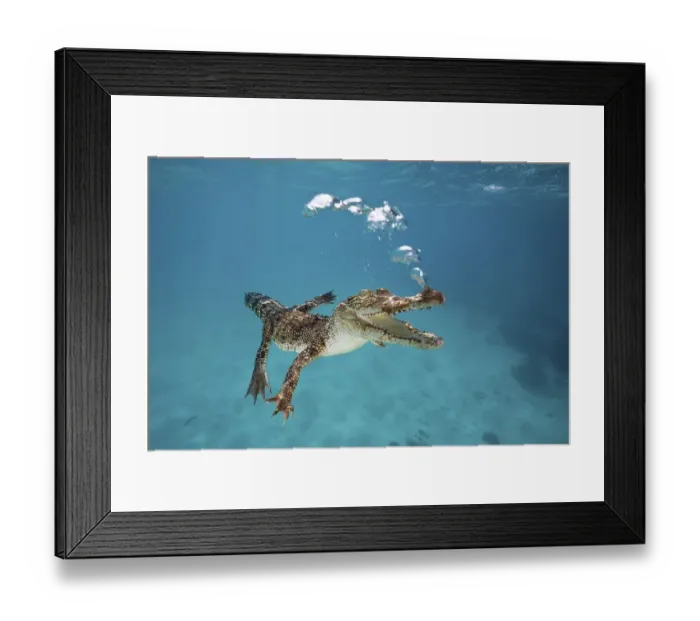 Framed Print : Saltwater crocodile (Crocodylus porosus) Framed Print : Saltwater crocodile (Crocodylus porosus)
