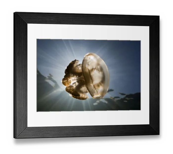 Framed Print : Mastigias jellyfish, Jellyfish Sea Framed Print : Mastigias jellyfish, Jellyfish Sea