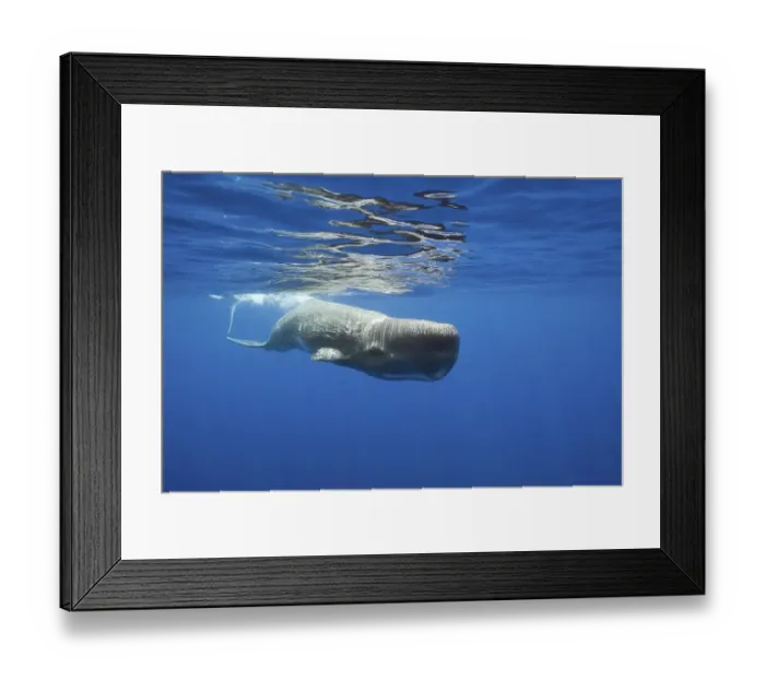 Framed Print : Sperm Whale (Physeter macrocephalus) Framed Print : Sperm Whale (Physeter macrocephalus)