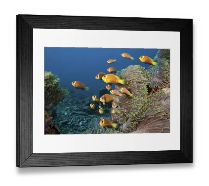 Framed Print : Maldives Anemonefish, North Male Atol