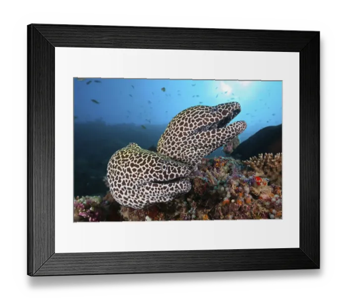 Framed Print : Honeycomb (Gymnothorax favagineus) Morays Framed Print : Honeycomb (Gymnothorax favagineus) Morays