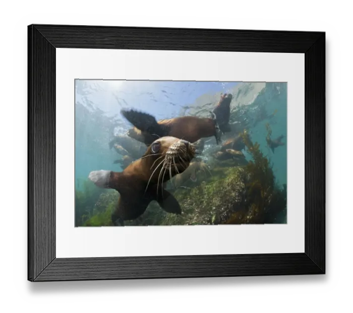 Framed Print : California sea lions (Zalophus californianus)