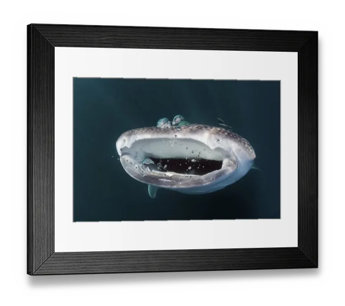 Framed Print : Feeding whale shark (Rhincodon typus)