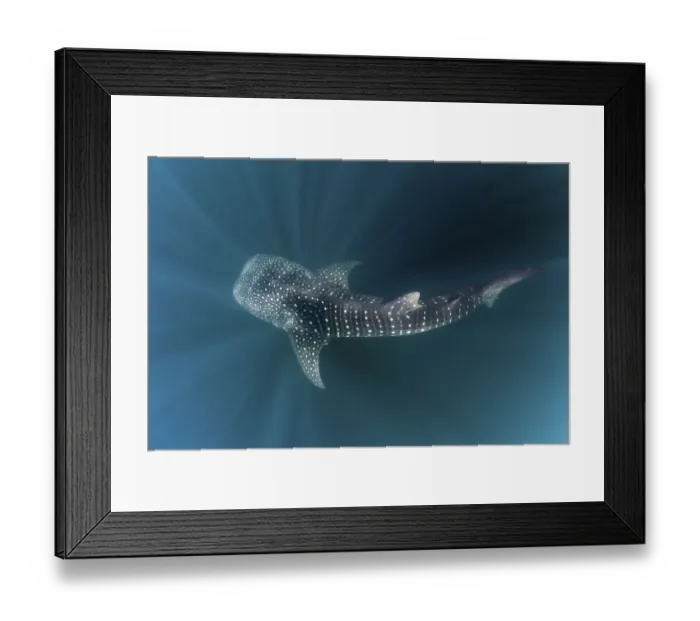 Framed Print : Whale shark (Rhincodon typus), Triton Bay
