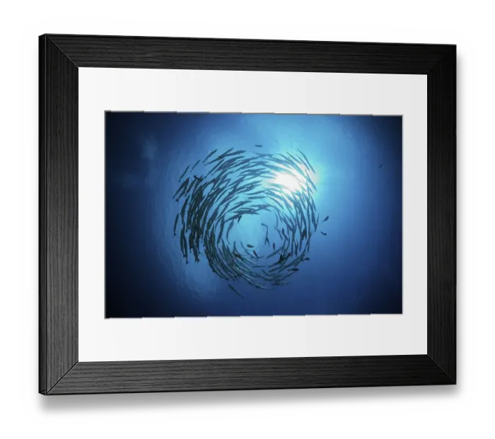 Framed Print : Shoal of darkfin barracudas, Sphyraena qenie