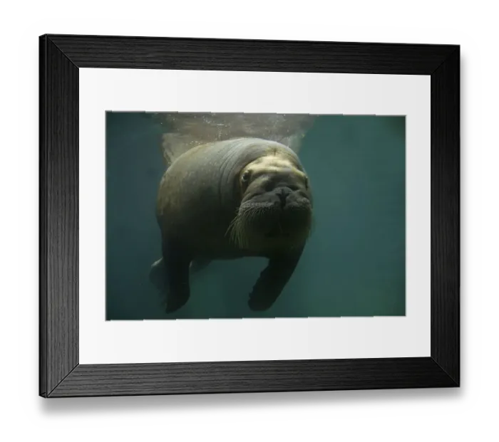 Framed Print : Walrus (Odobenus rosmarus), adult female